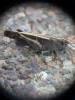 Aiolopus strepens